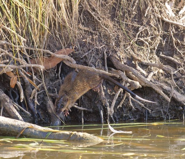 Water-Rat-IMG 7902 DxO