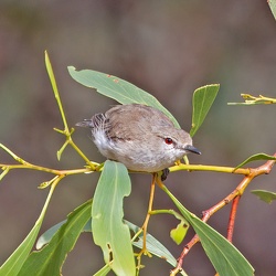 Brown Gerygone