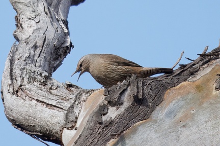 Brown-Treecreeper--IMG 8726