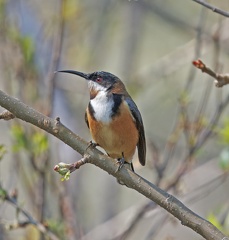 Eastern-Spinebill-IMG 8794