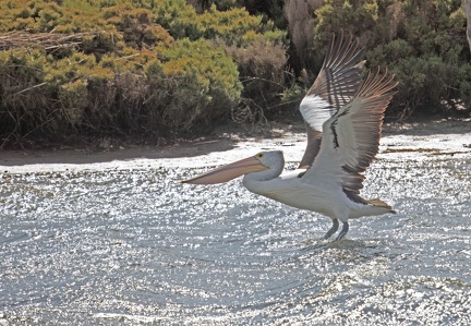 Pelican-IMG 8833