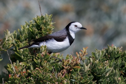 White-fronted-Chat-IMG 8910