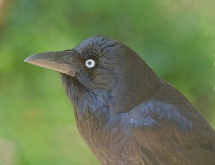 Little-Raven-IMG 8973 DxO