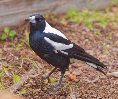 Magpie-IMG 8997 DxO