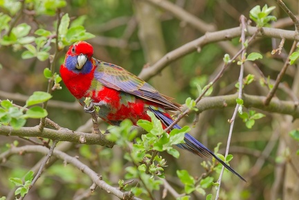 Crimson-Rosella-juv-IMG 9020 DxO