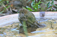 Striated Thornbill