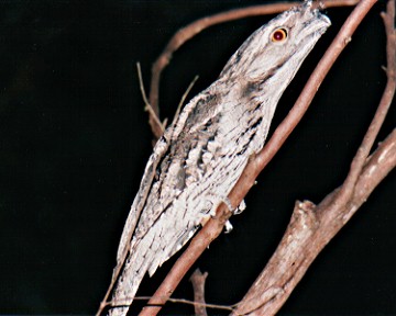 frogmouth310a